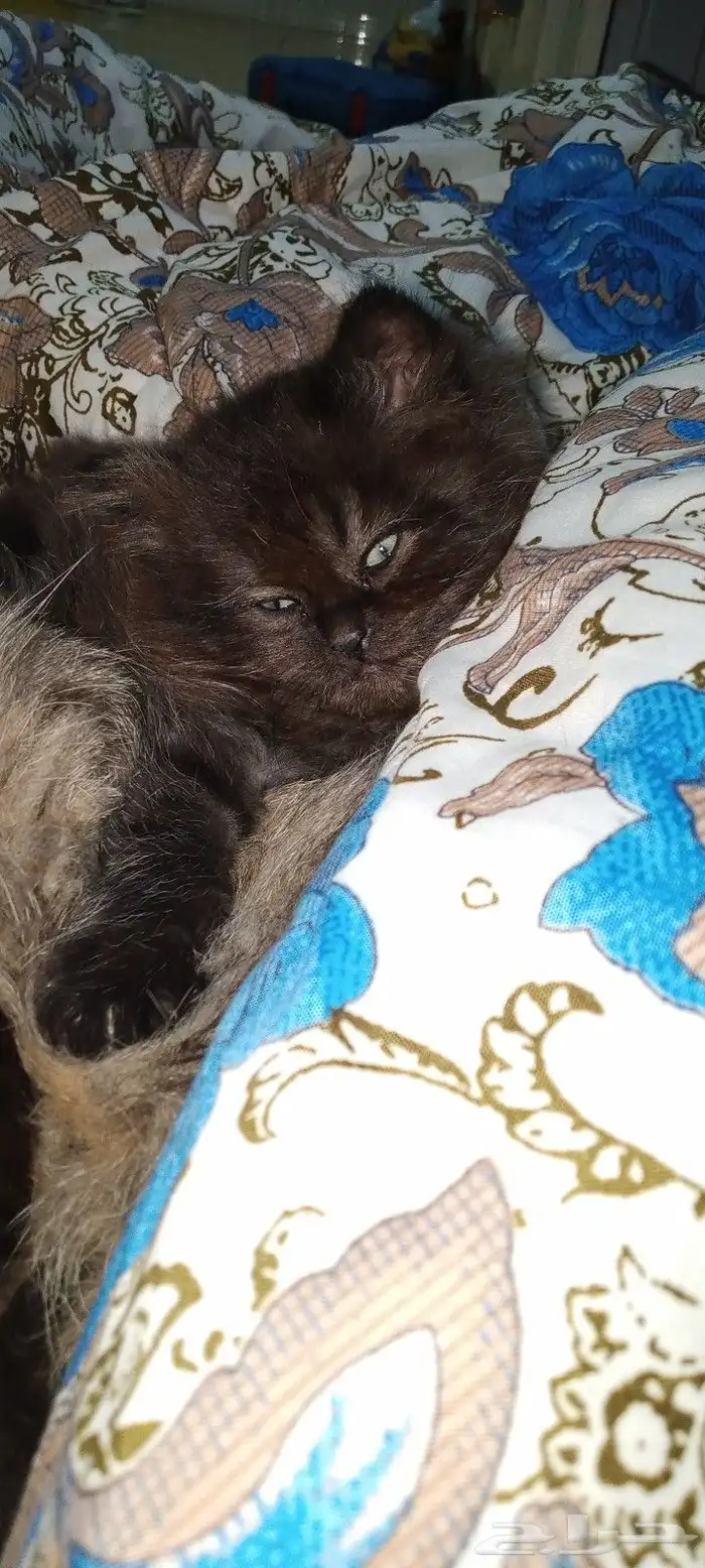 3 كيتن سكواتش ستريت للبيع 6