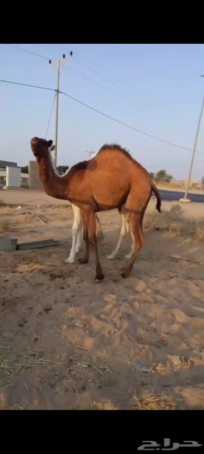 قعود وبكره 13