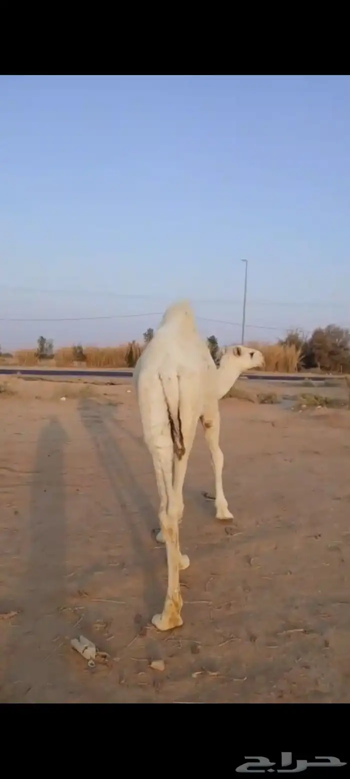 قعود وبكره 17