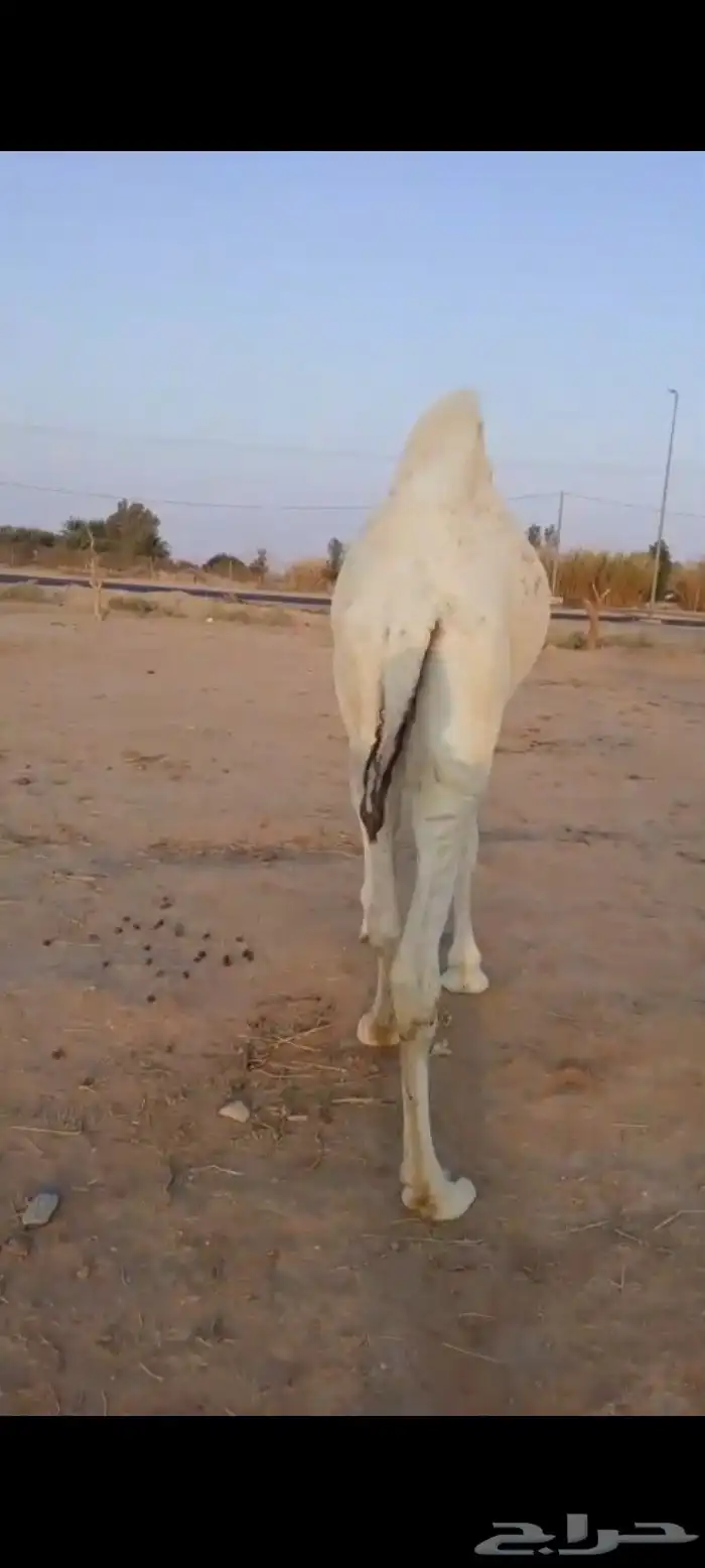 قعود وبكره 0