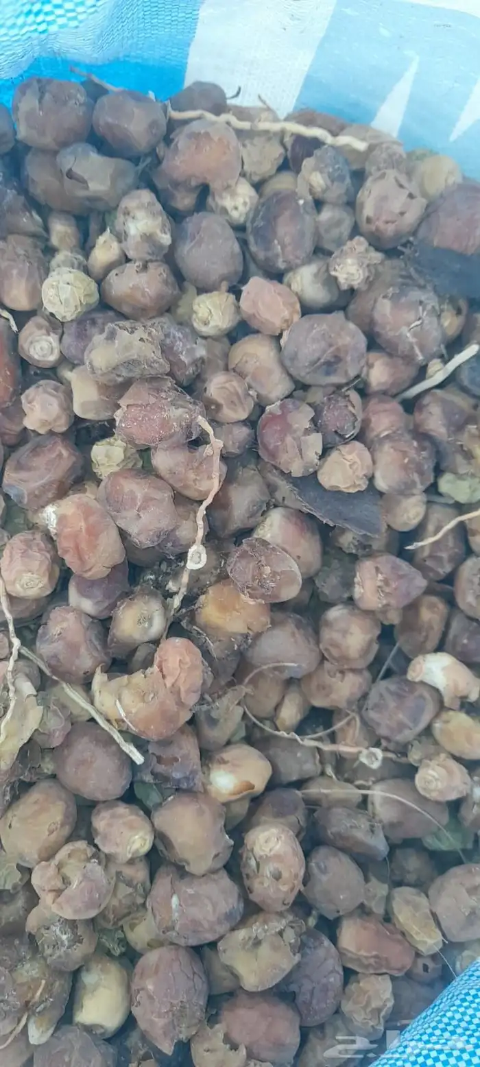 يتوفر لدينا تمر علاف 0