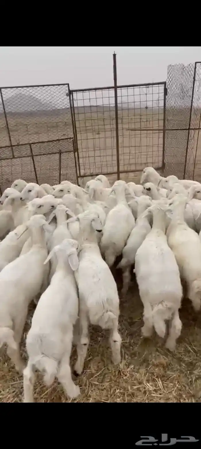 بهم عدد 40 طرف وشعره فيها 7 رخال الأعمار من شهرين وطالع 1