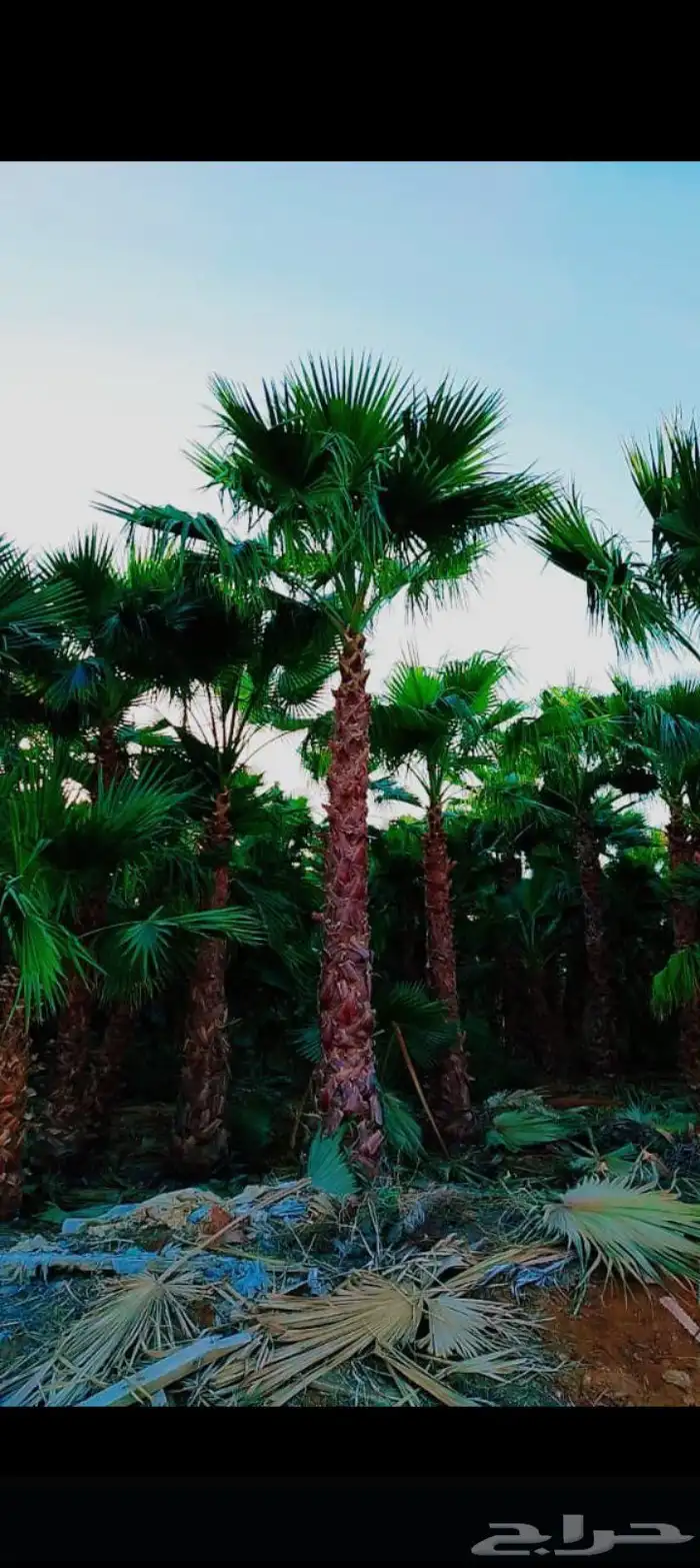 تركيب الشبوك وزراعه النخيل 7