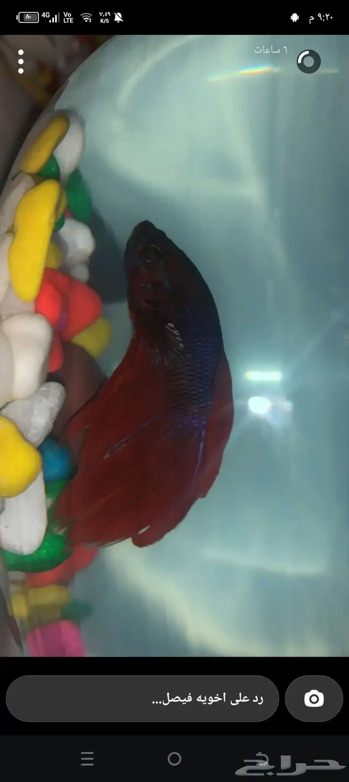 سمك الفيتر ذكر و انثا 3