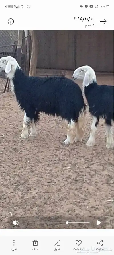 جذعات نجد مقاااني index