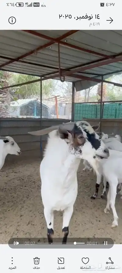 عنز بيشيه معها توم تيوس index