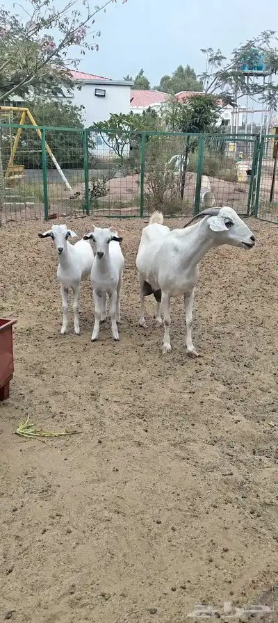 عنز بيشيه معها توم تيوس index