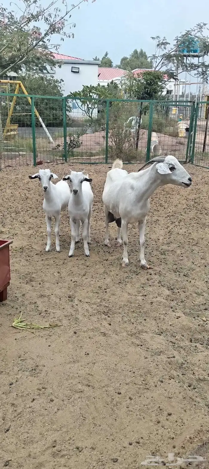 عنز بيشيه معها توم تيوس 3