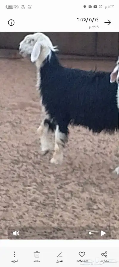 جذعات نجد مقاااني index