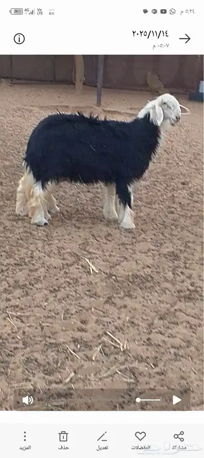 جذعات نجد مقاااني index