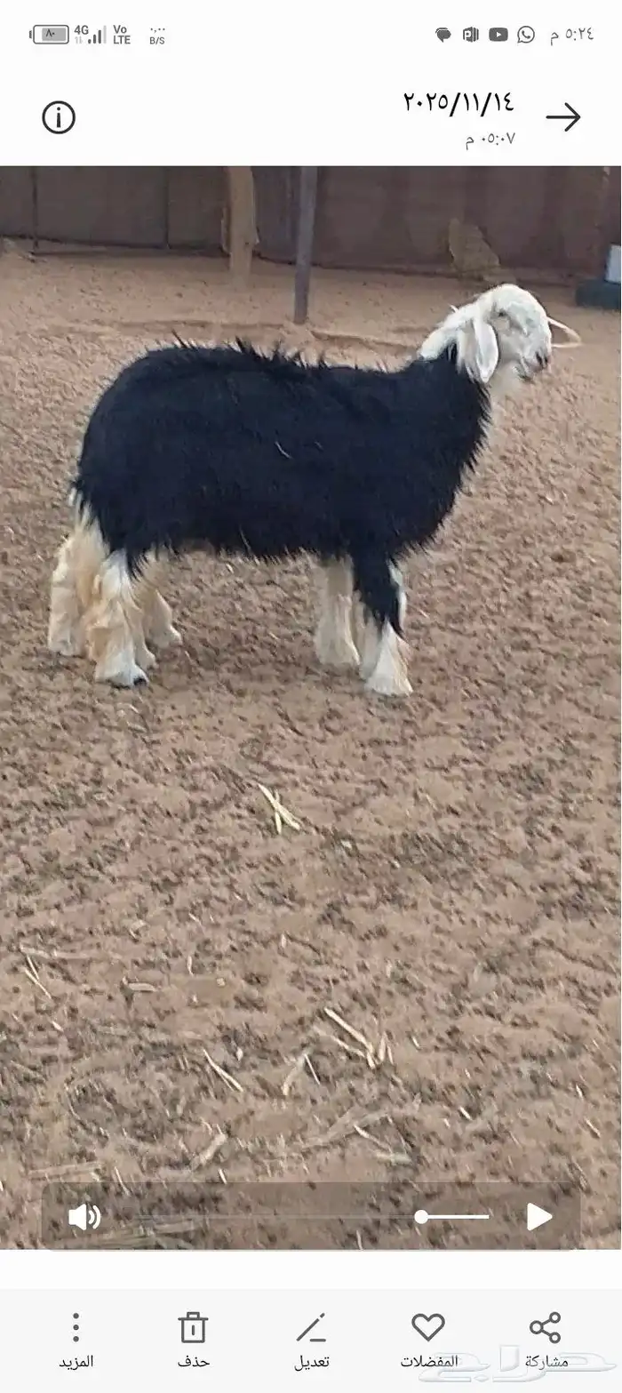 جذعات نجد مقاااني 3