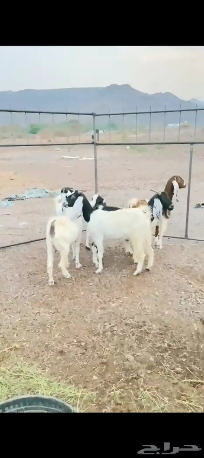 معزه مضاريع 2