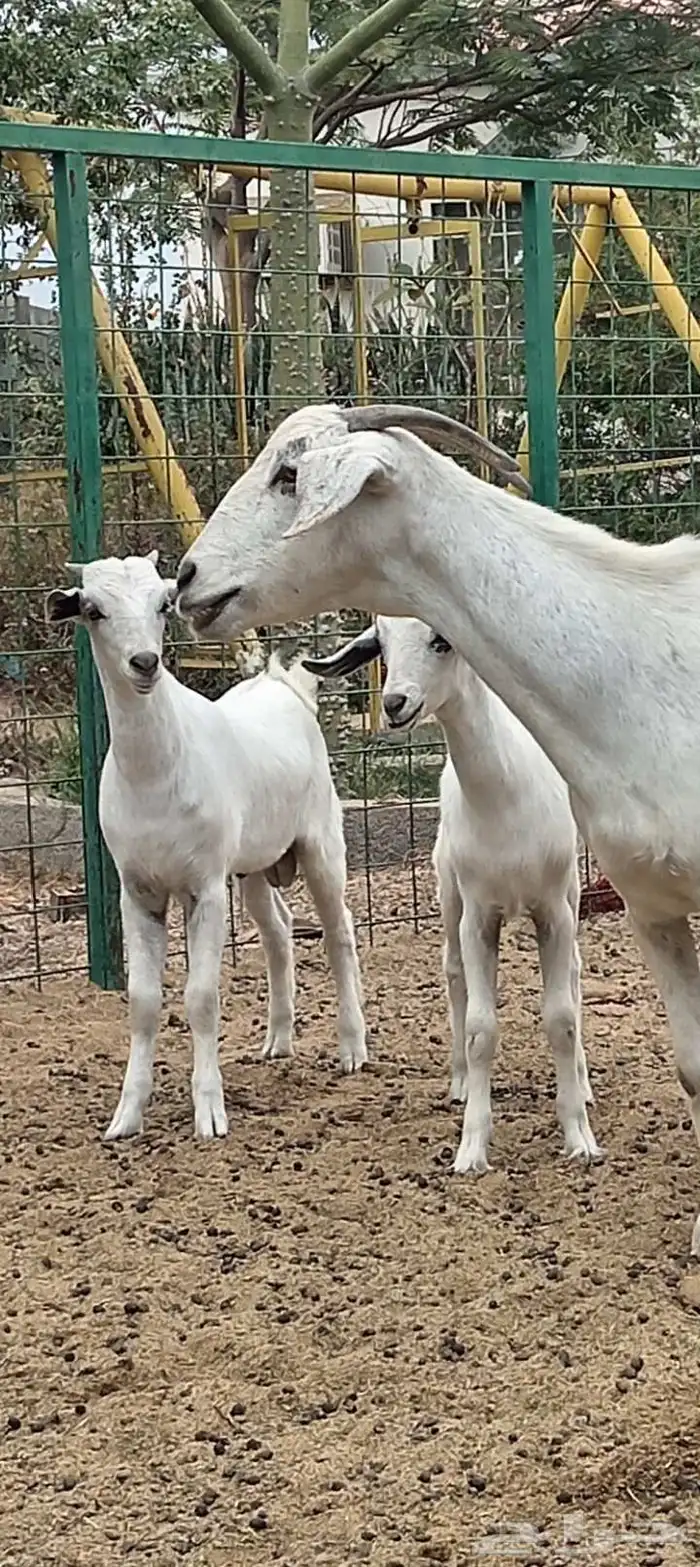 عنز بيشيه معها توم تيوس 5