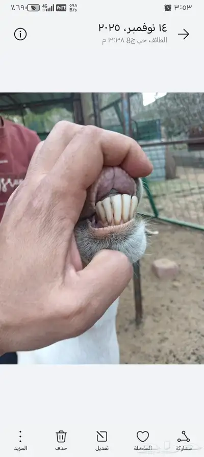 عنز بيشيه معها توم تيوس index