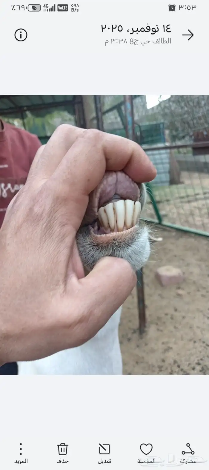 عنز بيشيه معها توم تيوس 8