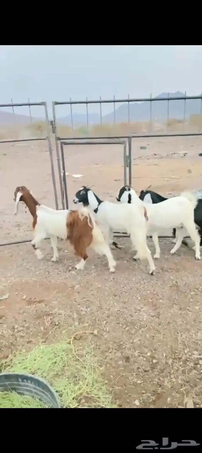 معزه مضاريع 0