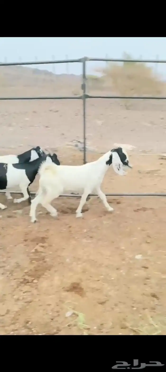 معزه مضاريع 1