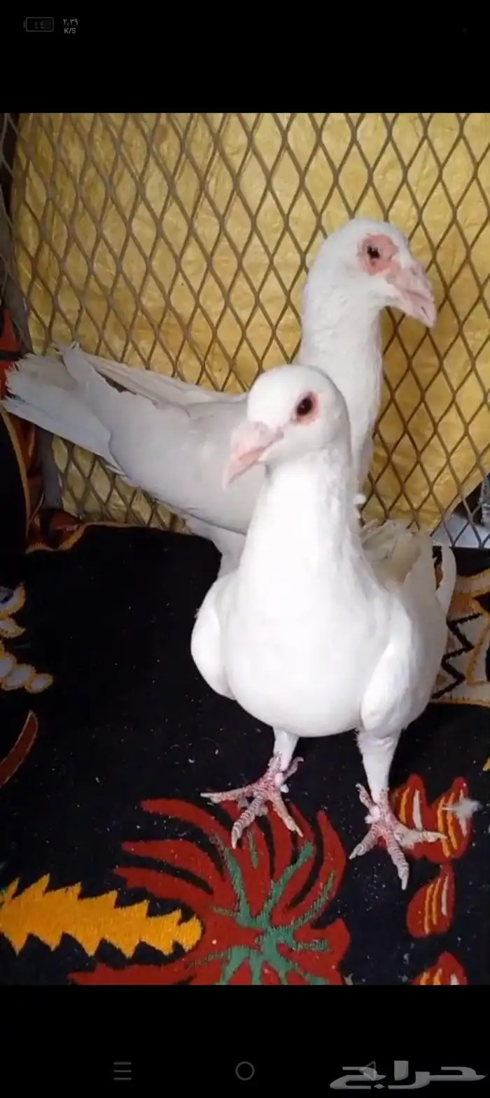 حمام للبيع 1