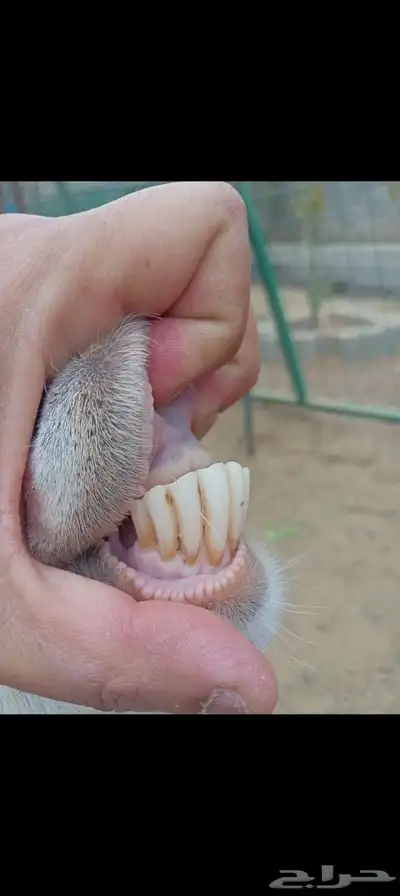 عنز بيشيه معها توم تيوس index