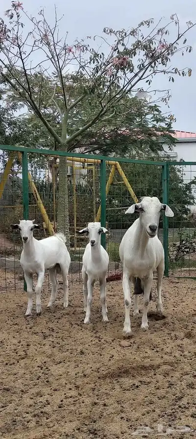 عنز بيشيه معها توم تيوس index