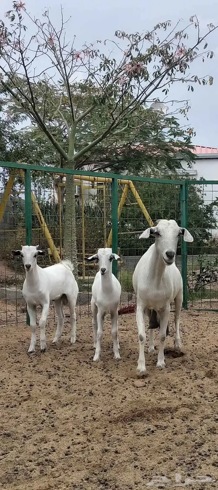 عنز بيشيه معها توم تيوس 4