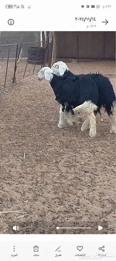 جذعات نجد مقاااني index