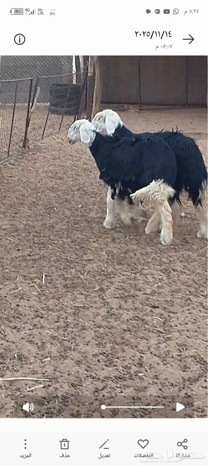 جذعات نجد مقاااني 2