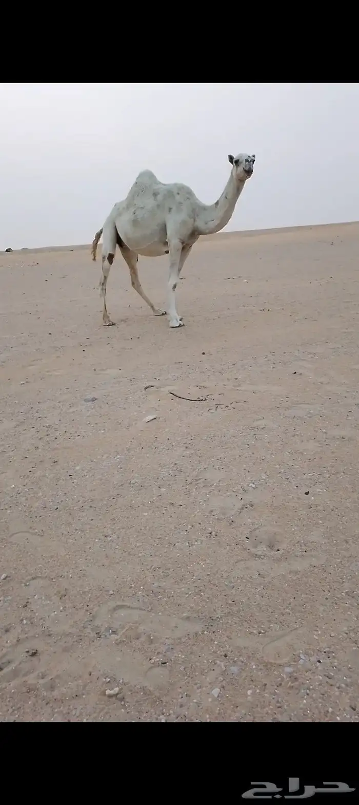 للبيع لقحه وضحاء طيبه سنها ثنو وهداوه شرط وسليمه العذرايب 0