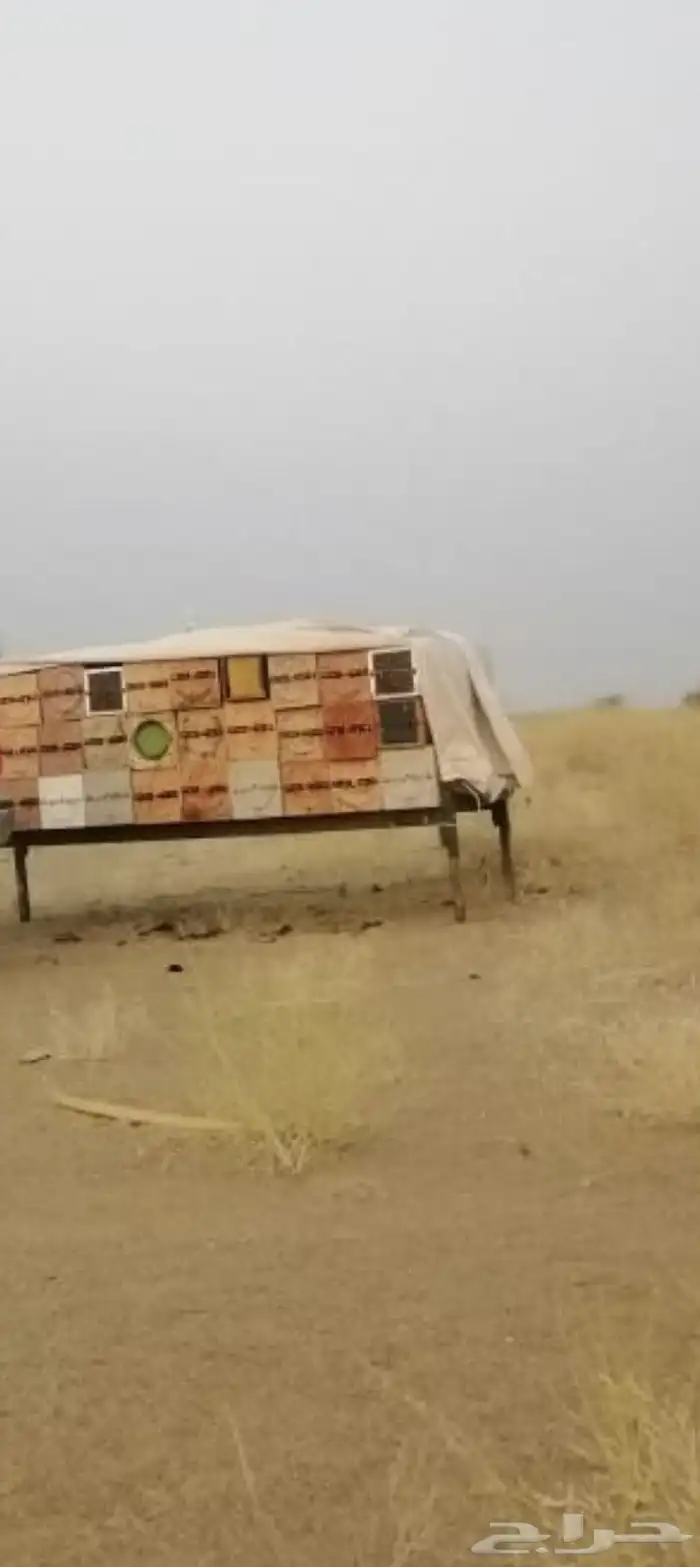 نحل وحد وعشرين عود 0