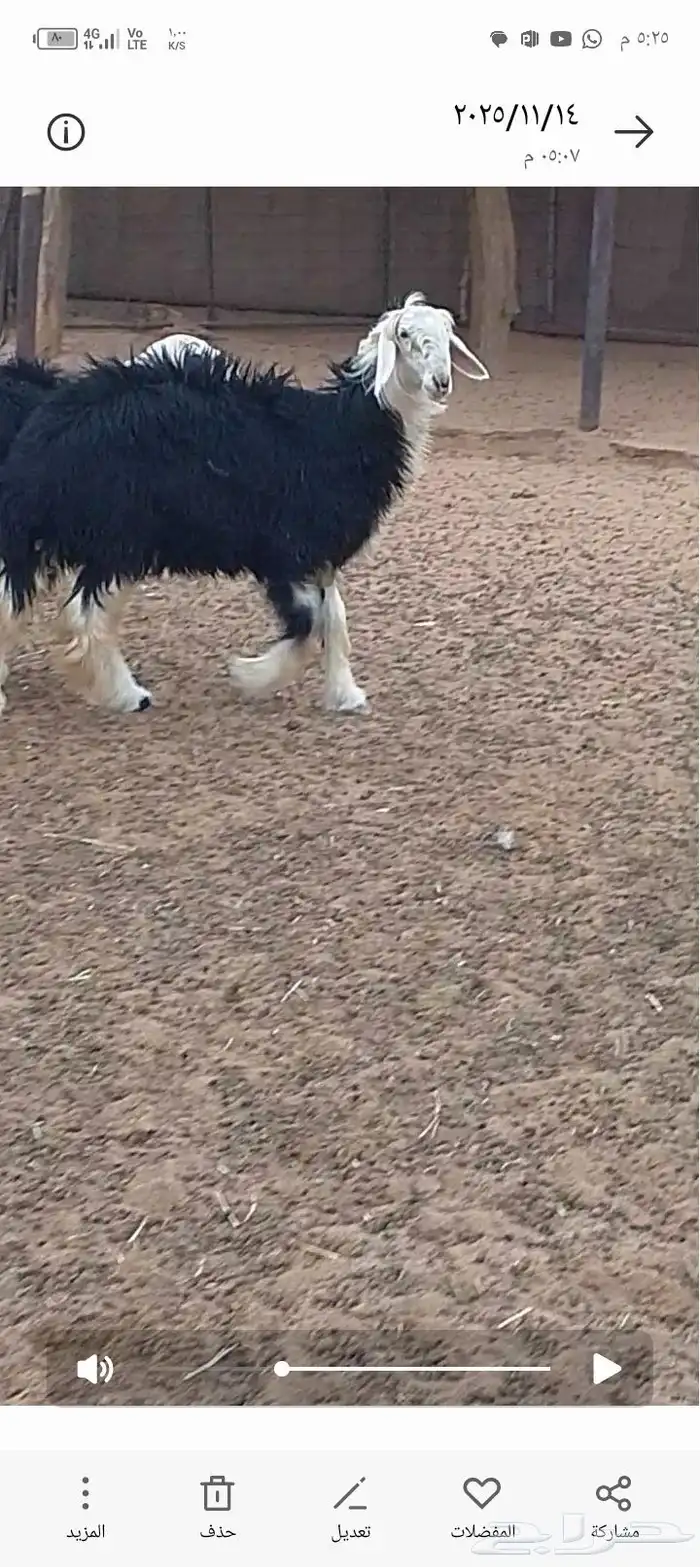 جذعات نجد مقاااني 4