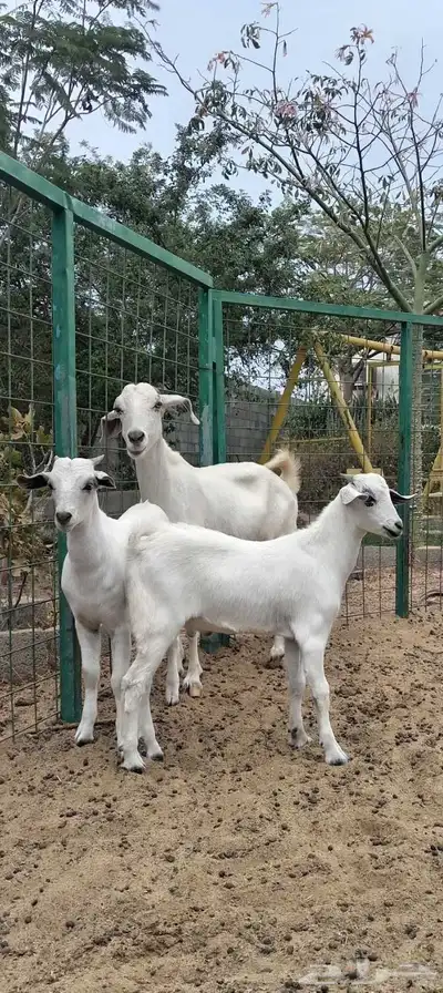 عنز بيشيه معها توم تيوس index