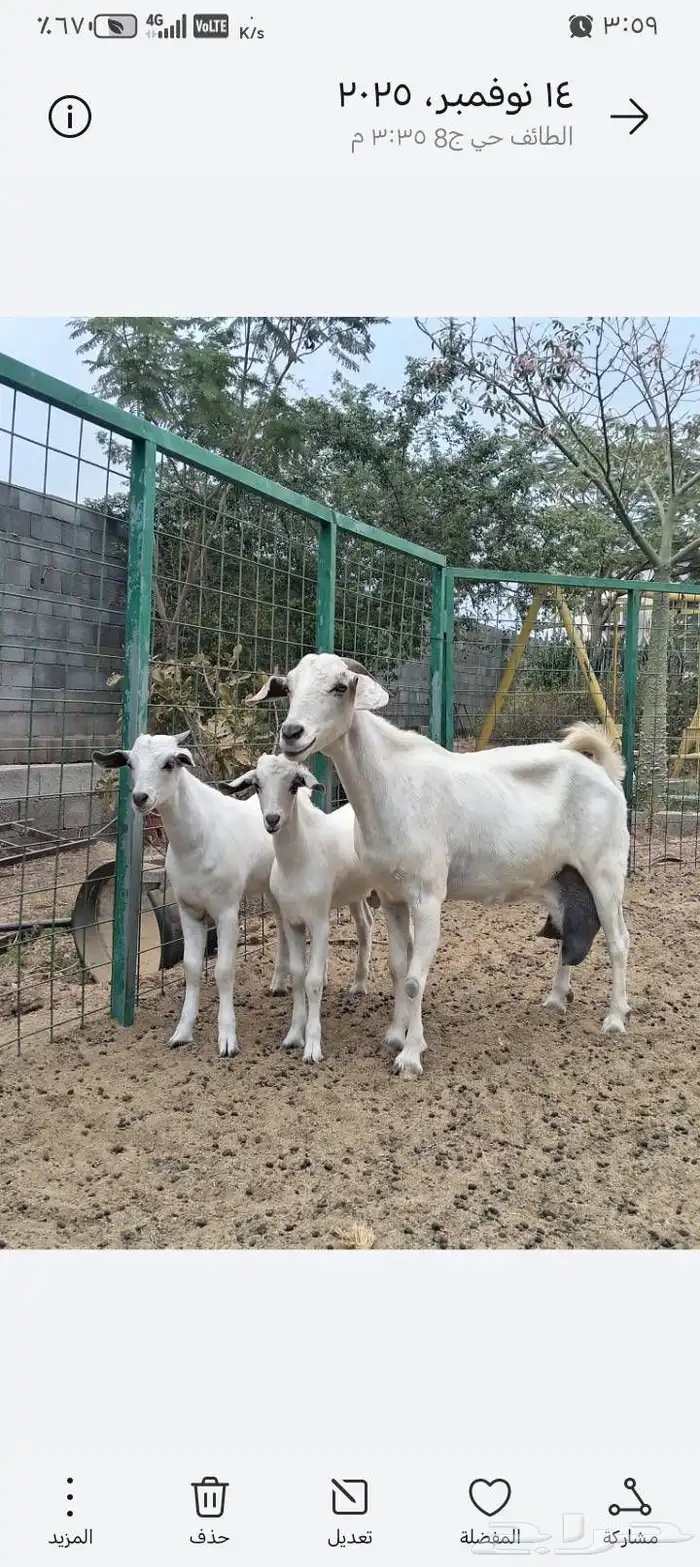 عنز بيشيه معها توم تيوس 1