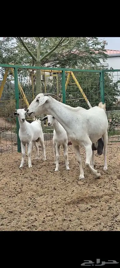 عنز بيشيه معها توم تيوس index