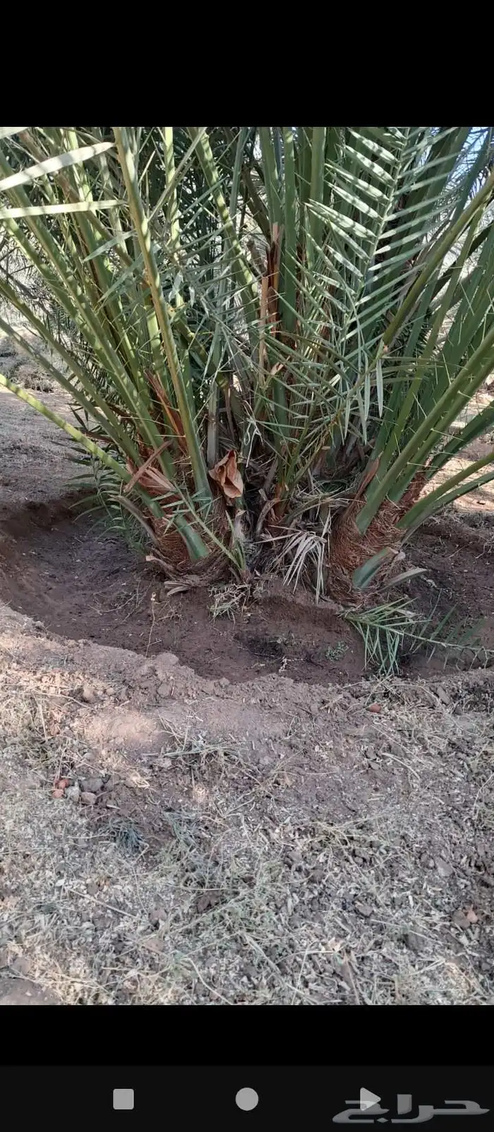 يوجد لدينا جميع انواع النخيل وتوصيل 5