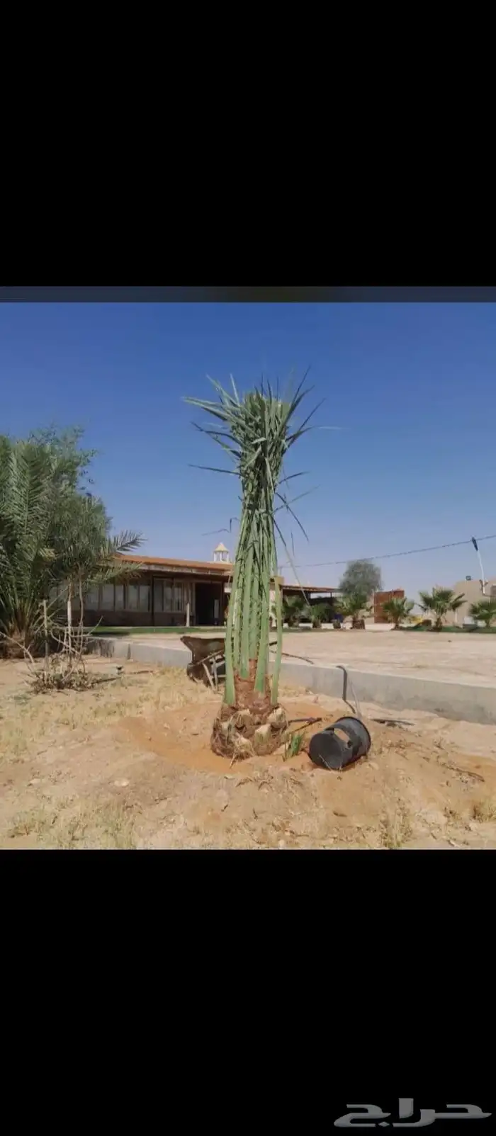 يوجد لدينا جميع انواع النخيل وتوصيل 0