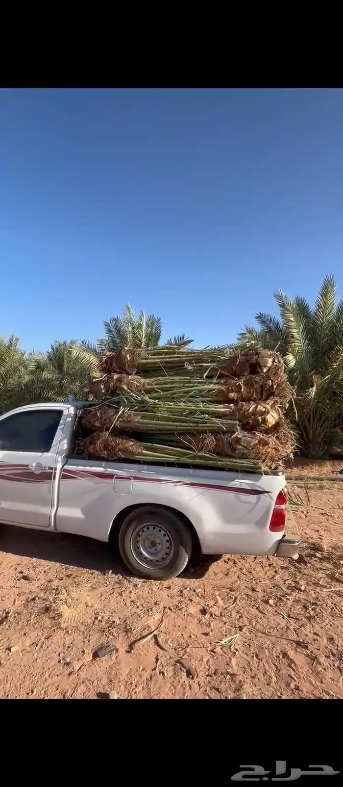 يوجد لدينا جميع انواع النخيل وتوصيل 2