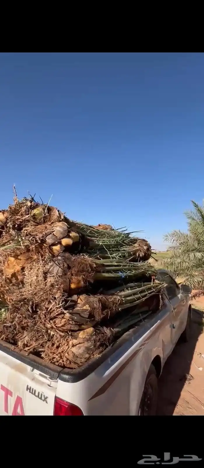 يوجد لدينا جميع انواع النخيل وتوصيل 1