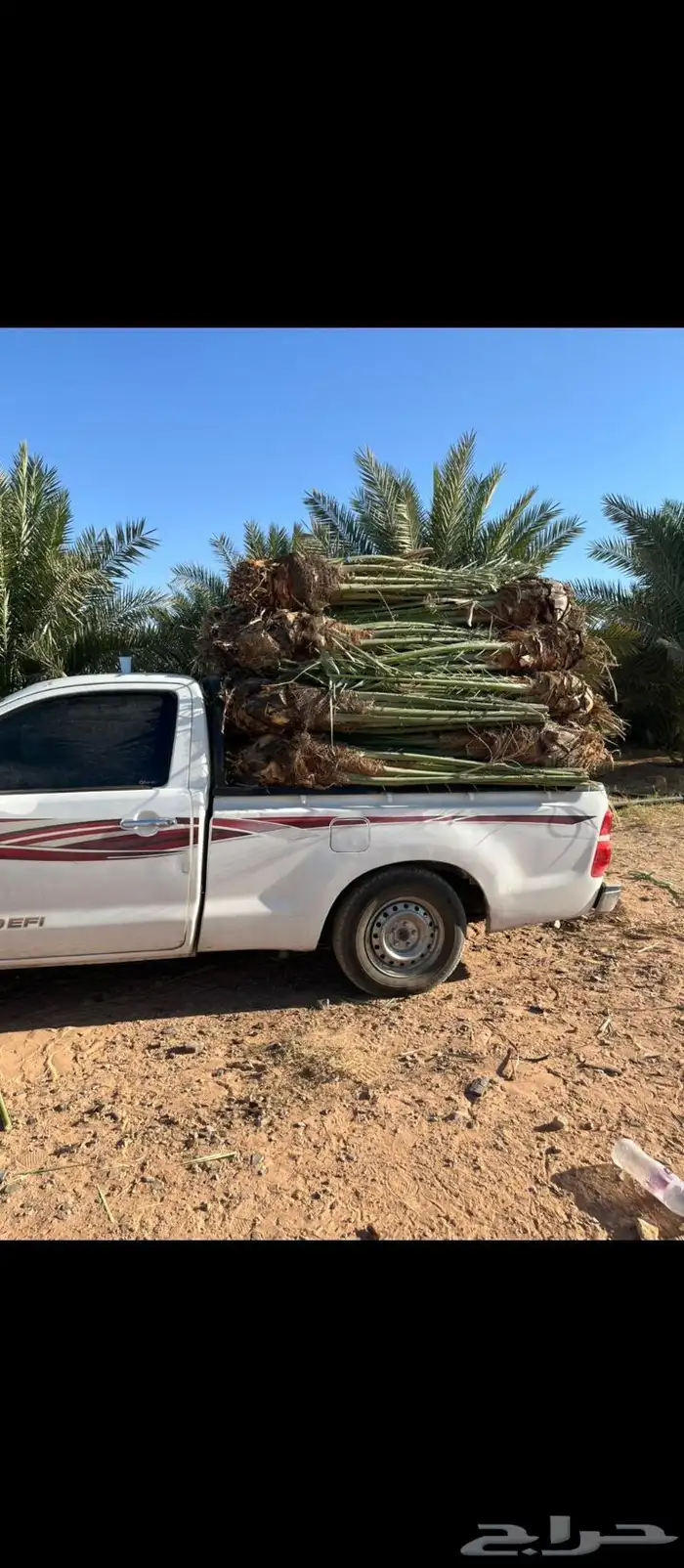 يوجد لدينا جميع انواع النخيل وتوصيل 7