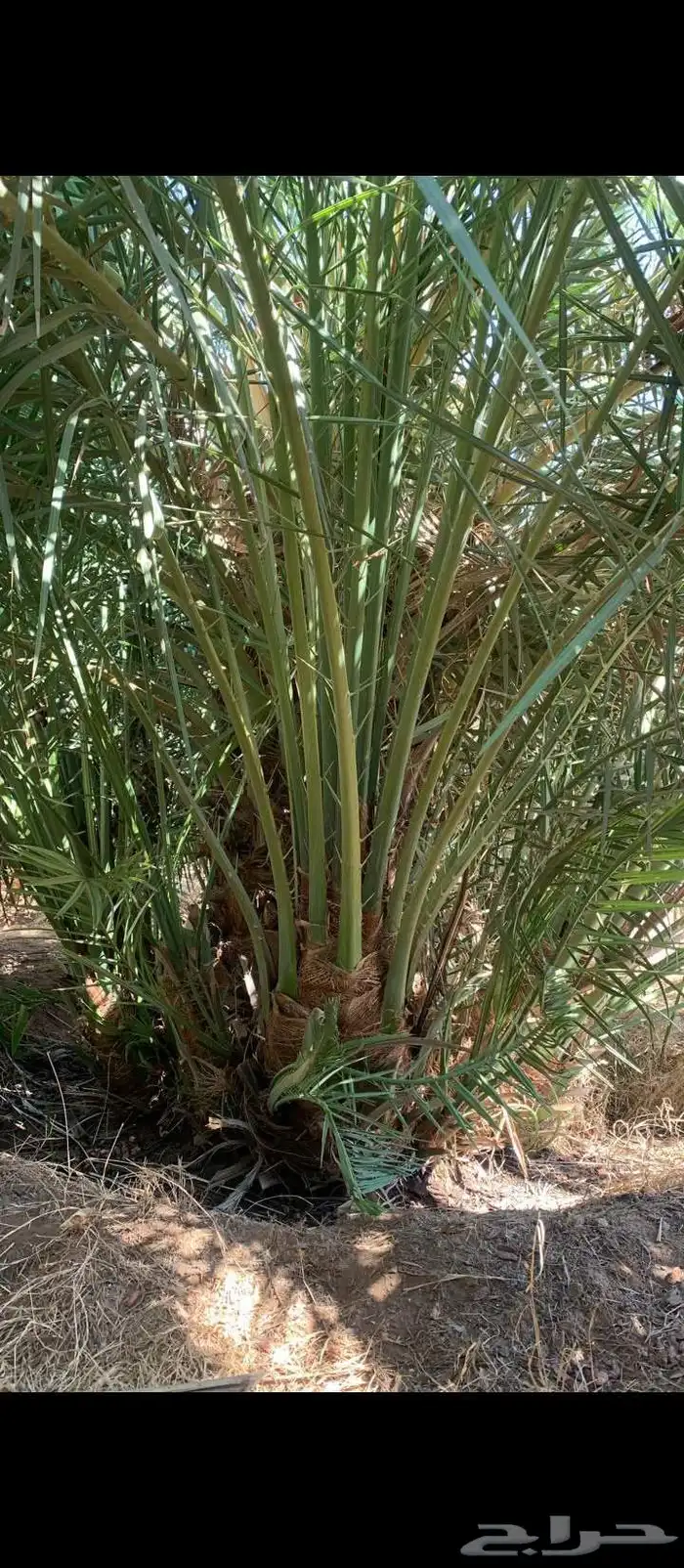 يوجد لدينا جميع انواع النخيل وتوصيل 4