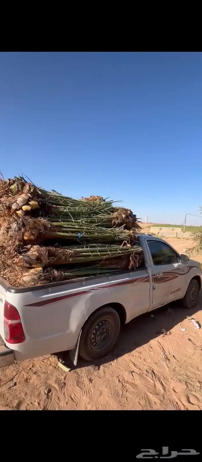 يوجد لدينا جميع انواع النخيل وتوصيل 3