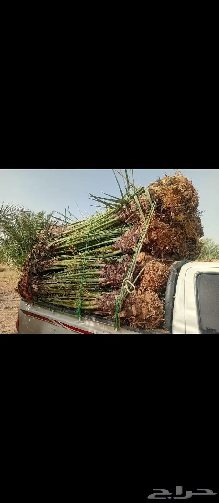 يوجد لدينا جميع انواع النخيل وتوصيل 8