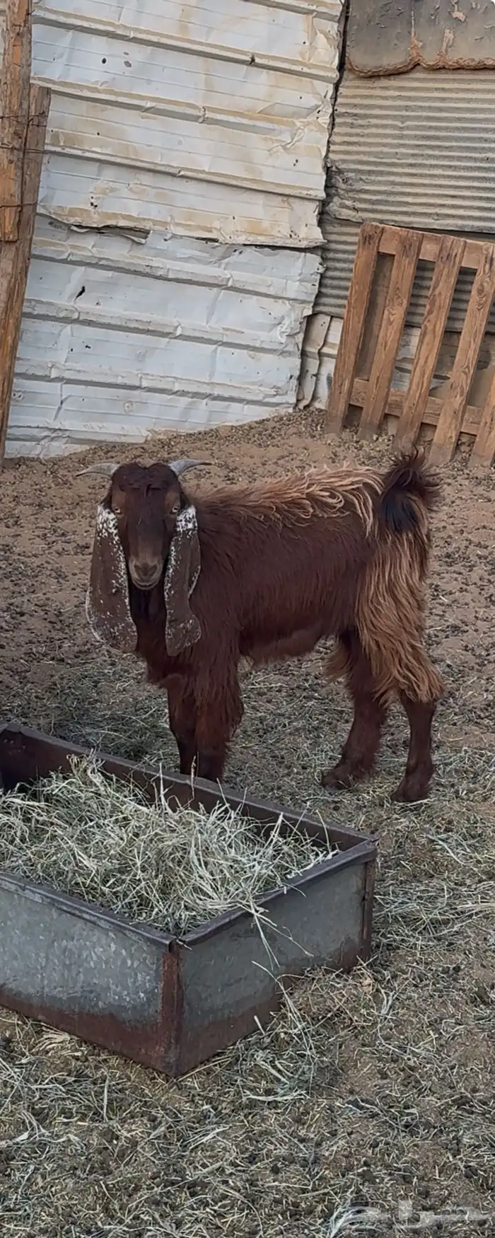 تيس وخمس اجفار 0