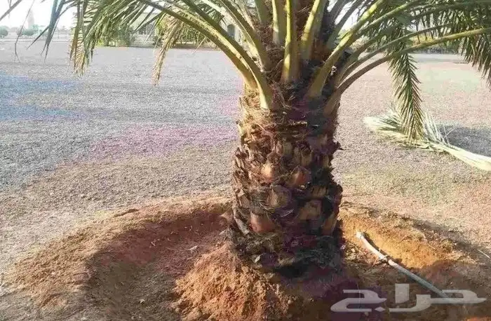 يوجد لدي نخل انواع ممتازه صقعي ومجدوله وسكري وسلطانه وهلالي 0