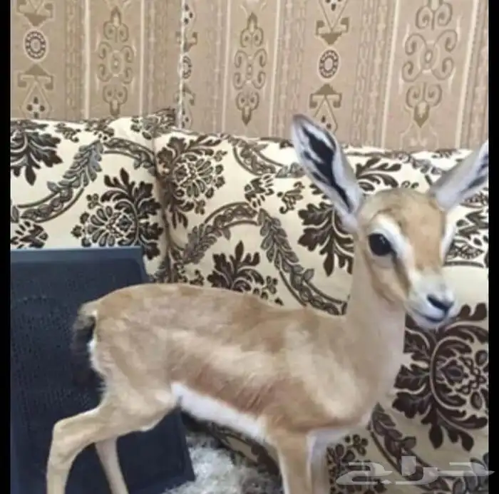 الي. عنده نفسها للبيع يتواصل معي 0