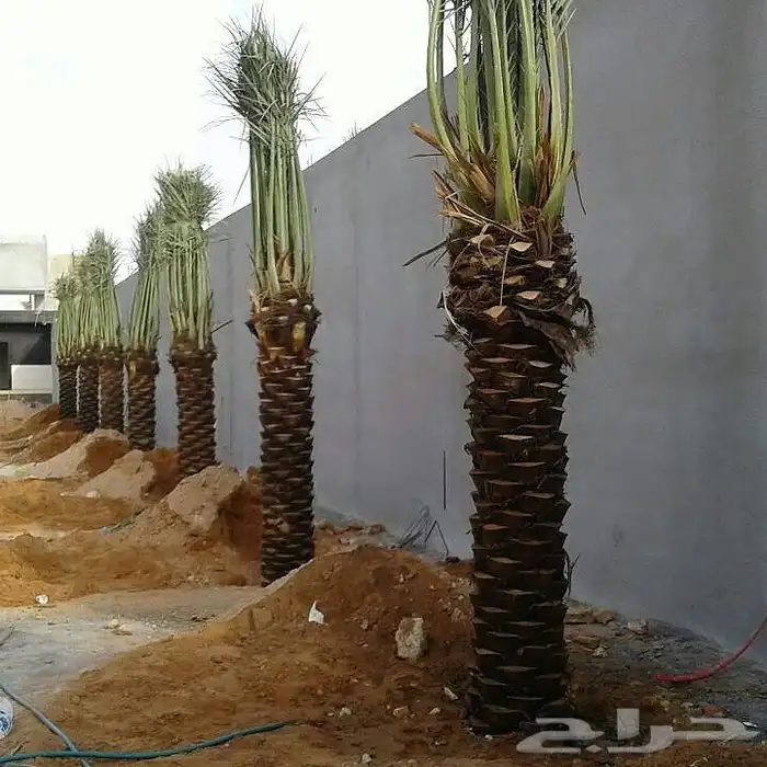 نخيل عربي فسائل نخل نخل عربي نقايل 83