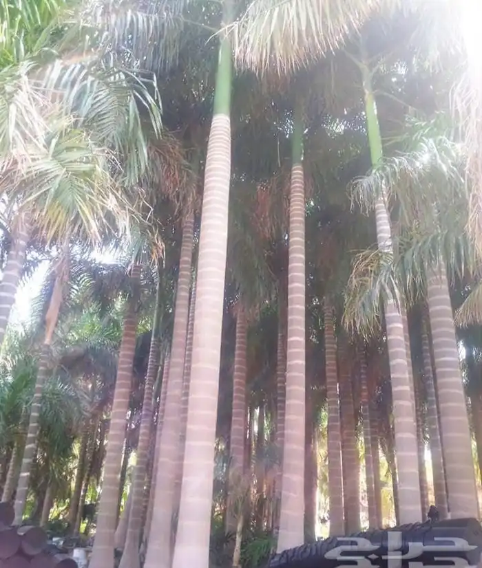 نخل و شنطني 7