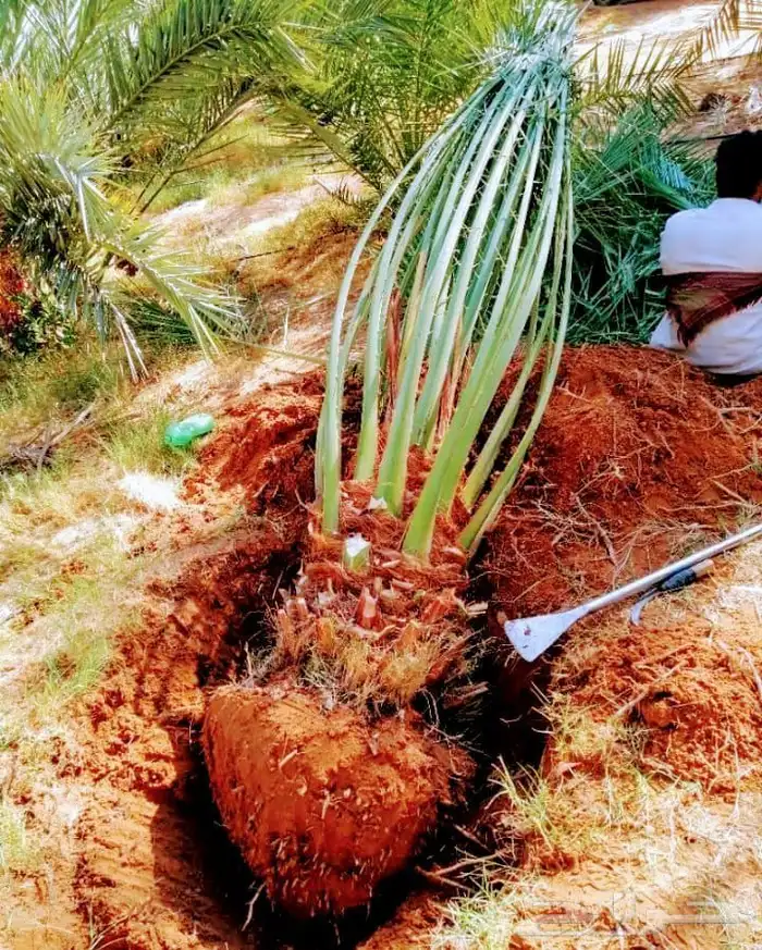 نخل مثمر نقايل جثايث واشنطني اخلاص سكري برحي صقعي شيشي هلالي 7