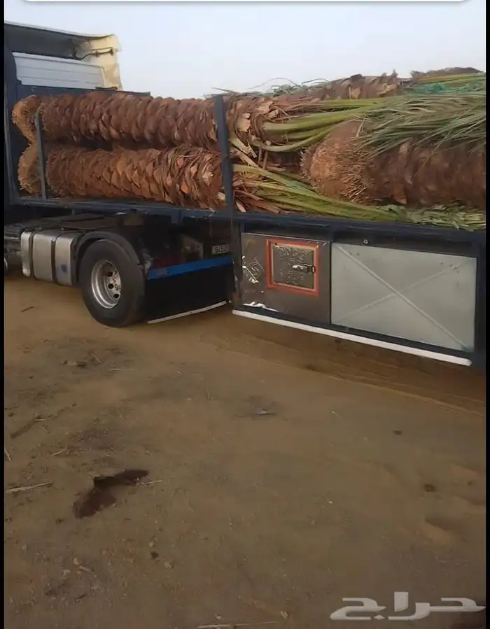 يوجد لدينا جميع انواع النخيل المثمر 7