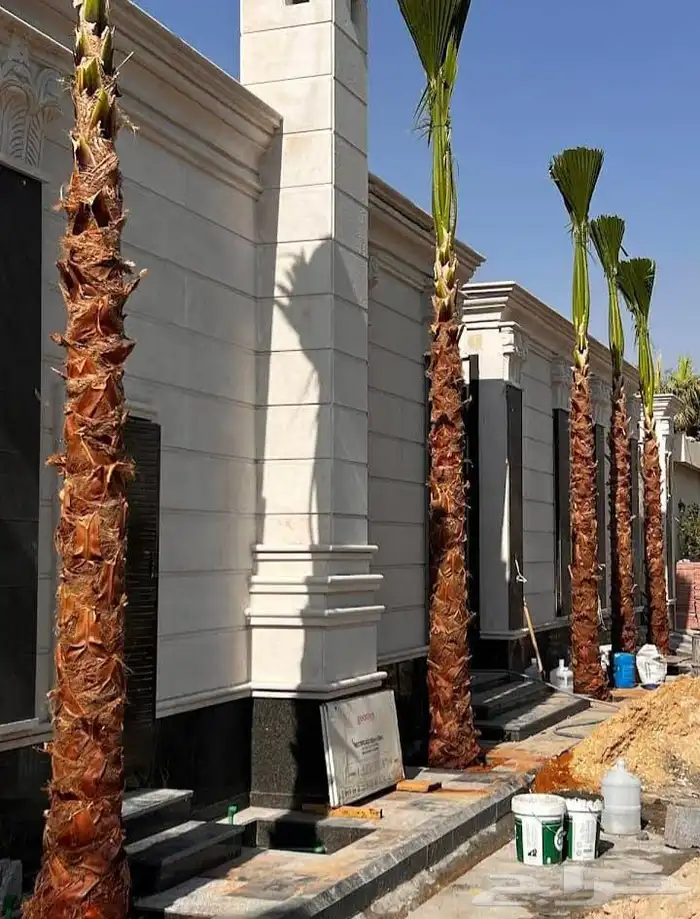 نخل للبيع نخيل ملكي وشنطني زينة نقايل فسايل عربي واشنطي 2