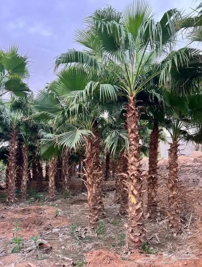 نخل المجمعه 0